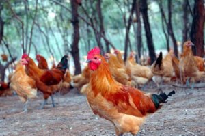中国十大上等土鸡品种，清远麻鸡上榜，第一被誉为土鸡之王