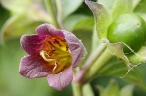 世界十大最危险的花 罂粟花上榜，第一主要分布在欧洲