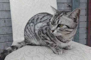 最忠诚的猫前十名 暹罗猫上榜，第一原产于中国