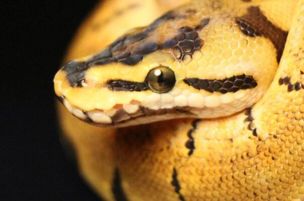 国内无毒蛇排名前十-国内十大常见的无毒蛇 乌梢蛇上榜,第一性格好