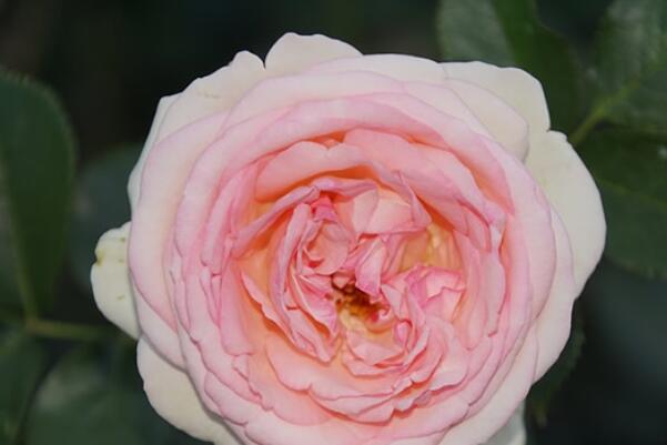 世界最好看的十大月季花品种，美咲上榜，第一是World’s Best Rose