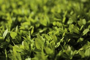 最常見(jiàn)的十大綠籬植物，珊瑚樹(shù)上榜，第八是中國特產(chǎn)樹(shù)種