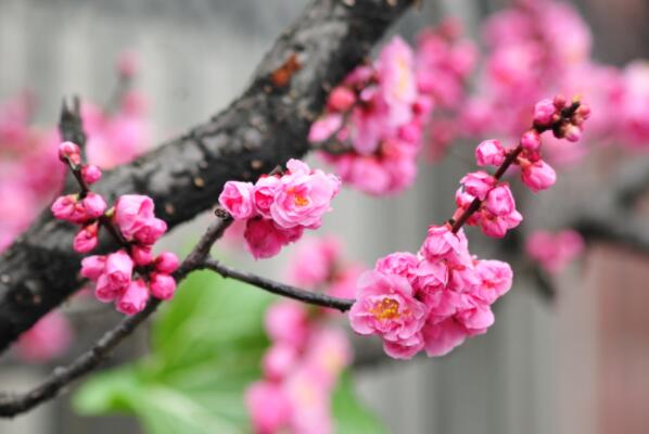 冬季最常开的十种花，大丽花上榜，第一是中国十大名花之首