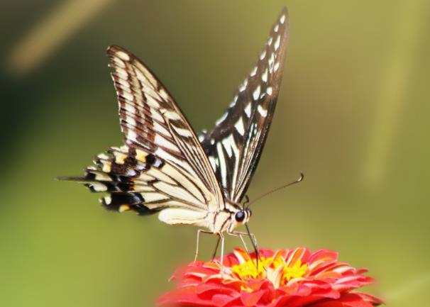 十大最美的蝴蝶图片