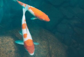 世界十大最美觀賞魚排名，熱帶魚居多，第二適合新手小白飼養(yǎng)
