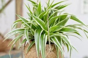 吸收甲醛最佳的十种植物 龙舌兰上榜，第一被称为“空气卫士”