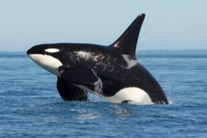 十大沒有天敵的動物 西伯利亞虎上榜，第五被稱為“草原之王”