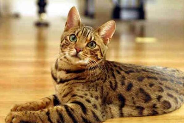 世界上最聪明的猫咪十大排名 暹罗猫巴厘猫上榜，加拿大无毛猫第一原产于加拿大(图4)