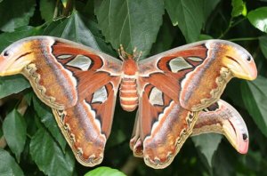 体型最大的十大昆虫，热带雨林昆虫上榜多种，第一的翅膀上竟长有蛇