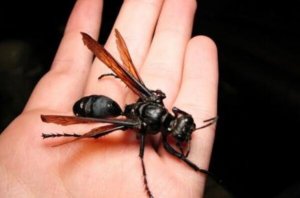 世界最可怕的十大昆虫，接吻虫引起心力衰竭，第八中国南方最常见