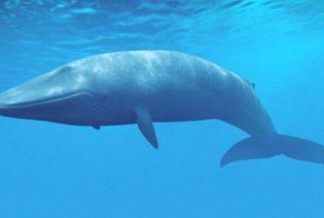 十大最大的海洋动物排名 座头鲸仅第七,蓝鲸重达181吨!