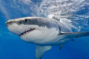 世界上十大最恐怖的鲨鱼 大青鲨上榜，第一也被称为“噬人鲨”