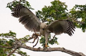 十大最兇猛的鳥類排名 美洲角雕上榜，第二是菲律賓國鳥