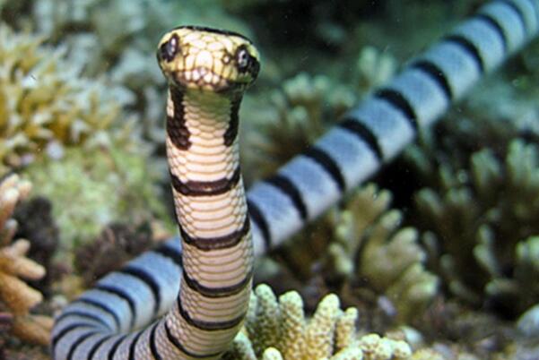 毒性最强的十大海蛇 第二性情温和 青环海蛇居榜首 艾基特林 排行榜123网