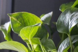 最受歡迎的十大室內(nèi)綠植，榜首是綠色凈化器，空氣衛(wèi)士排第六(吊蘭