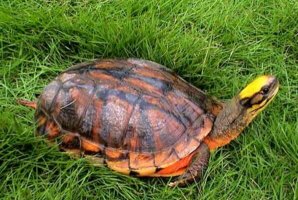 十大最漂亮的乌龟 火焰龟上榜，第七原产于加拿大
