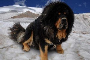 世界十大最危险猛犬 杜高犬上榜，第一起源于我国西藏地区