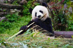 世界动物国宝排名 澳大利亚考拉上榜，中国大熊猫排名第一
