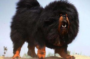 十大忠誠猛犬排行榜 卡斯羅犬上榜，第二被譽為“犬中之王”