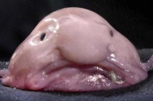 世界上最丑的十种鱼 尖牙鱼上榜，第九性情凶猛