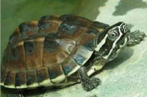 容易暴斃的烏龜排名，馬來龜排第一，第九世界第三大