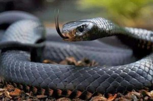 世界上最快的爬行动物排行榜，蜥蜴上榜2种，第一是致命毒蛇