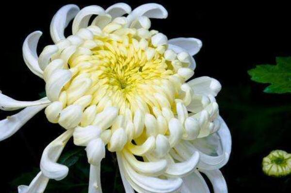 最名贵的十种花卉	，中国十大名花均上榜，第五是花中皇后