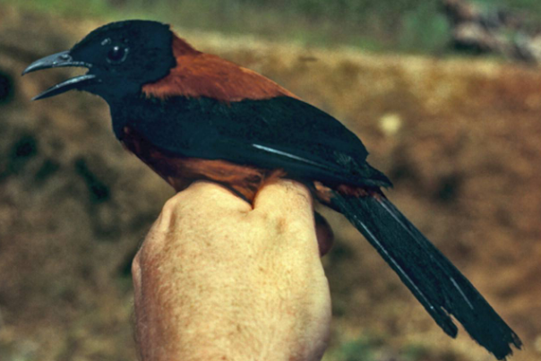 世界上最毒的十种鸟，黑头林鵙鹟毒性最强，蓝顶鹛鸫排第二