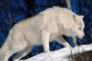 狼的战斗力十大排名，冰河时期幸存者排第一，第三有多个亚种