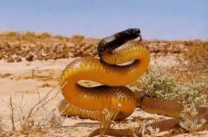 世界十大毒蛇，細鱗太攀蛇排第一，第十是蛇類煞星