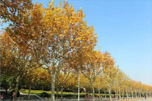 世界十大行道樹，威海市樹上榜，第五被稱為榆木疙瘩