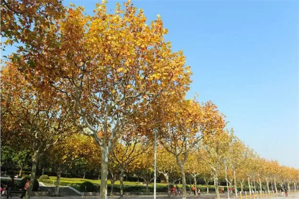 世界十大行道树，威海市树上榜	，第五被称为榆木疙瘩