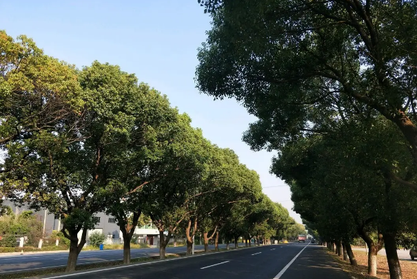 中国十大行道树，行道树之王上榜，第十最为常见