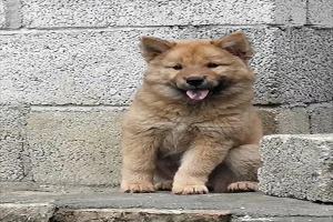 建議窮人養的10種狗，金毛上榜，第一是中國國犬