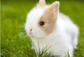 十大寵物兔品種，多種垂耳兔上榜，第一最小巧可愛