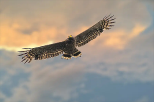 十大兇猛的鳥，金雕排第一，第五是國家級保護動物