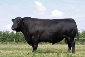 世界十大肉牛品种，安格斯牛上榜，利比赞牛仅排第三