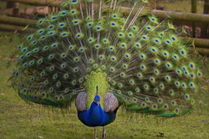 十大最漂亮的鳥，火烈鳥上榜，第八是中國(guó)特有的鳥類品種