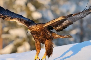 最兇猛的鳥十大排名，禿鷲上榜，第九是國家一級保護動物