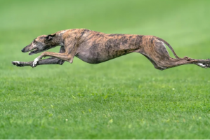 世界優(yōu)秀獵犬十大排名，靈緹速度最快，第五是中國比特犬