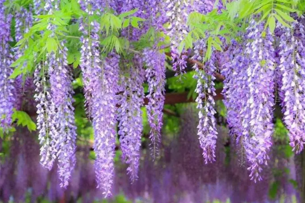 黄泉花紫色图片
