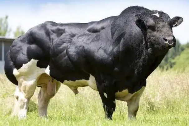 中国体型最大的牛图片
