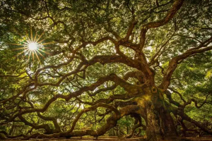 世界十大最美的树，天使橡树排第一，第二被称为棉兰老岛口香糖