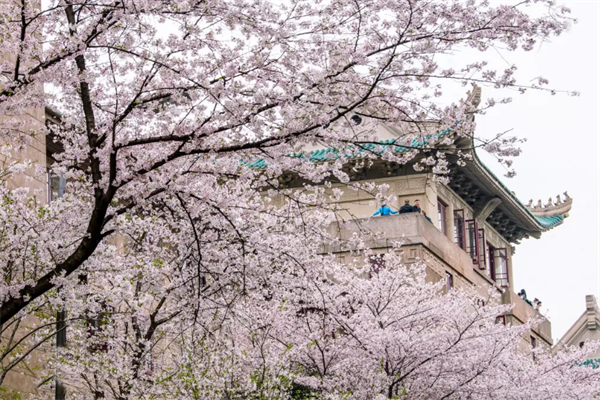武漢十大春季旅游景點，東湖上榜，武大櫻園排第一