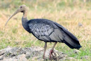 世界十大最稀有的鳥類，菲律賓國鳥上榜，第二最神出鬼沒
