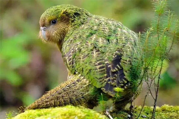 世界十大最稀有的鸟类