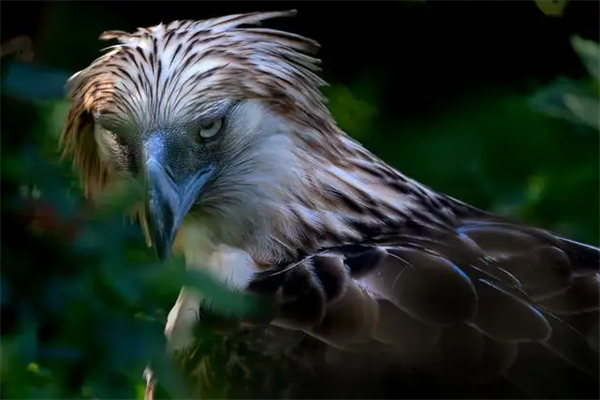 世界十大最稀有的鸟类