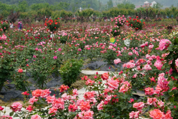 伊甸園玫瑰景區(qū)