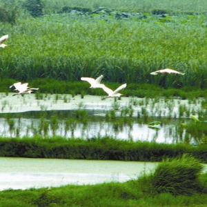 洪湖湿地生态区