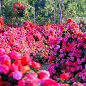 爱情海玫瑰花园